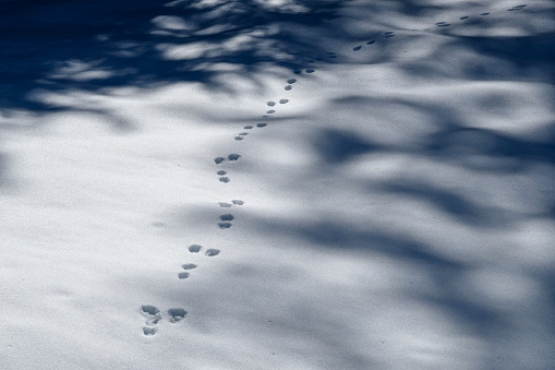 In the last rays of the setting winter sun on a snow-covered glade traces of successful hunting of a big owl on a mouse a vole are visible. In the snow the traces of a small animal and owl feathers that had fallen in the snow.