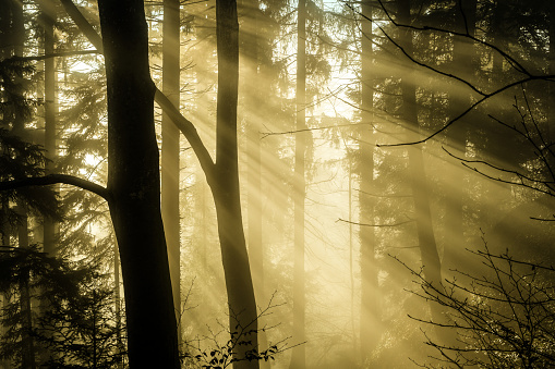 rays of sunshine in a misty forest