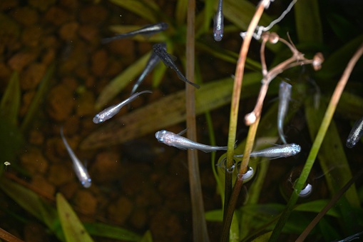 Japanese killifish swimming in an aquarium. Like goldfish, it is popular as an ornamental fish because it is easy to raise.
