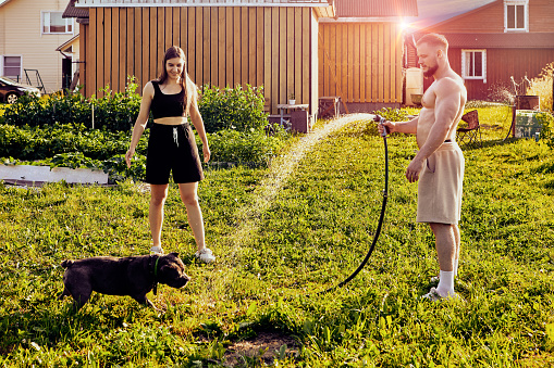 Splashes of water from garden hose interested an American Bully dog, which its young owners were walking in backyard of rural house on  summer evening.