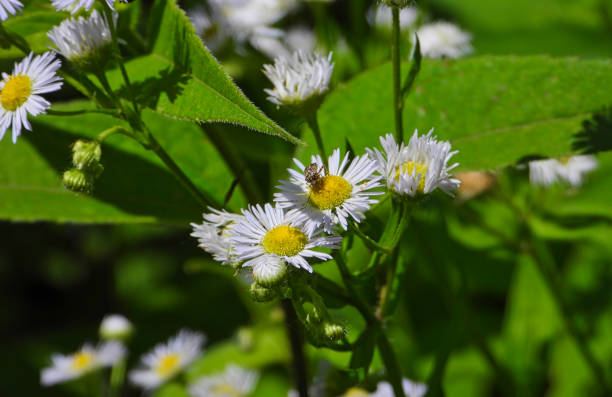 istock Brown Insect Eats from a White Daisy Like Wildflower on Prairie in Close-up Macro View 2037328902