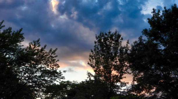 istock Stormy Dramatic Sunset Surround Silhouetted Maple Trees with Fluffy Blue and Orange Tinted Clouds 2037328912