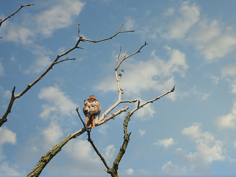 Red-Tailed Hawk Bird of Prey With Vigil Hunting Eye While Perched on a Bare Tree Branch Looking Into Beautiful Bright Blue Sky with Fluffy White Clouds on a Spring Day
