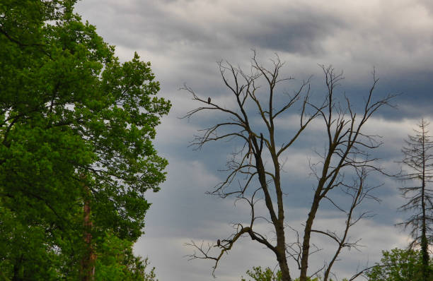 Two Red-Tailed Hawks Birds of Prey Perched in a Dead Bare Tree One on Top Branch, One on Lower Branch Facing Into Upcoming Storm As Storm Clouds Approach