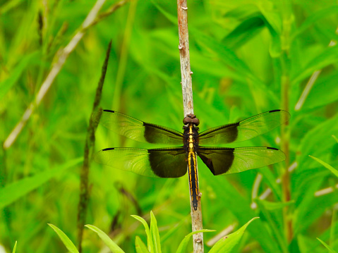 Saddleback Dragonfly Holds on To Stem Among Rich Green Foliage and a Bright and Sunny Day in Summer