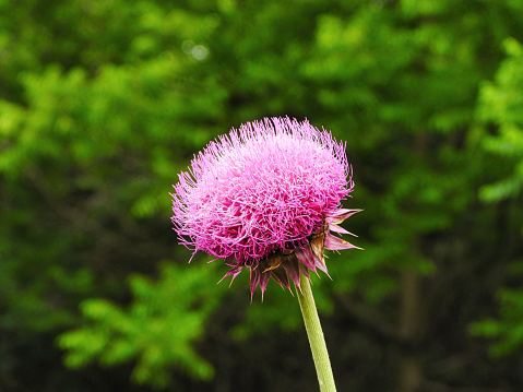 Flower of a Thistle: Close-up macro of a pink milk thistle flower with blurred leafy green forest in the background