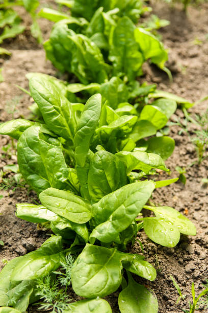 Closeup spinach. Rows of green spinach on a field. Vertical close up background. Spinach field. Organic vegetable
