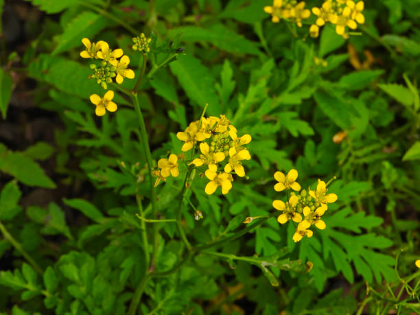 istock Yellow Alyssum Flowers Closeup Macro 2037329463