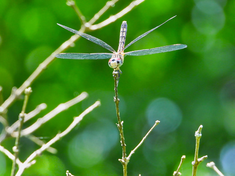 A Female Blue Dasher Dragonfly with Wings Spread and Tail Up Hangs onto Tree Stem in the Sun with Green Forest Blurred in Background