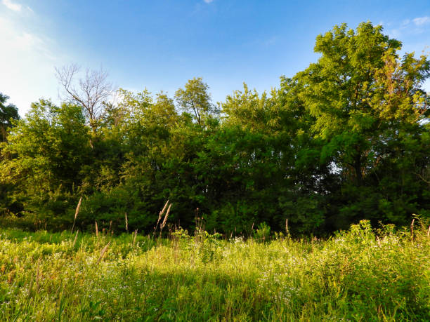 Sunrise on the Prairie in the Summer