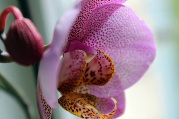 Pink speckled orchid flower growing in a pot. Close-up photo of a house plant.