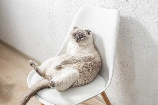 Scottish white cat sits on a chair in a funny pose