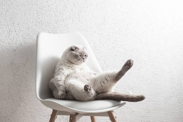 Scottish white cat sits on a chair in a funny pose