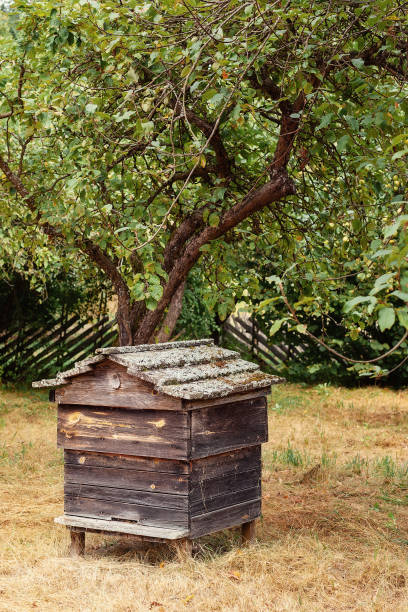 istock Old rustic wooden beehive near apple tree on a summer day. 2037334770
