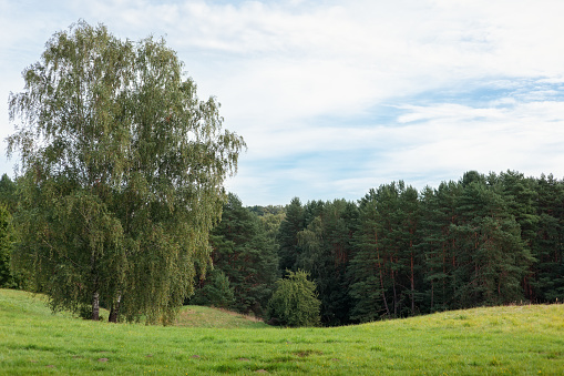 Lithuanian nature landscape in summer time with two large birch trees, green meadow and pine forest in the distance.