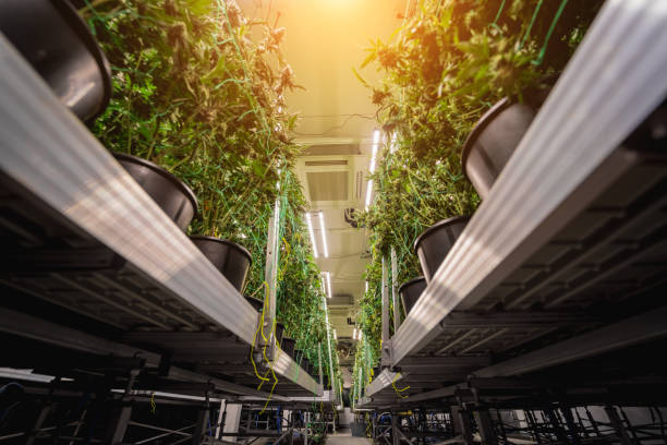 istock Premium cannabis plants in a greenhouse ready for harvest. 2037344685