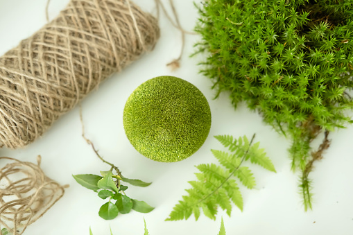 Process of making kokedama. Ball of earth covered with moss with planted plant