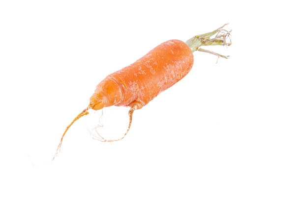 Isolated on a white background studio shot high quality image close-up macrophotograph. Oblique overhead view