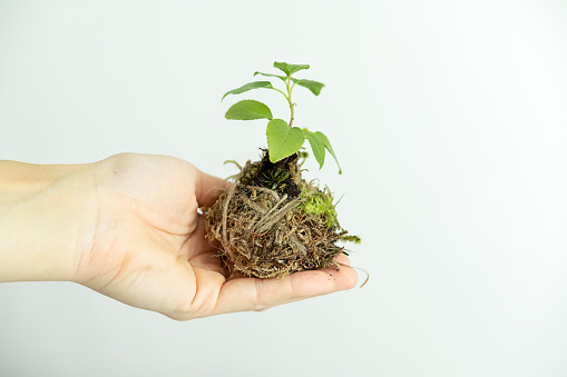 Close up of hand holding an earthen ball covered with moss, with planted plant, kokedama. Isolated on white background
