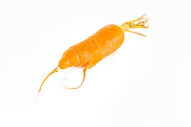 Isolated on a white background studio shot high quality image close-up macrophotograph. Oblique overhead view