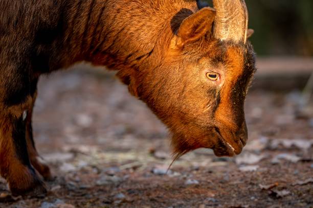 Close-up of Bezoar goat. Capra hircus head.