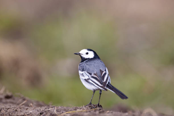 White wagtail - foto de stock