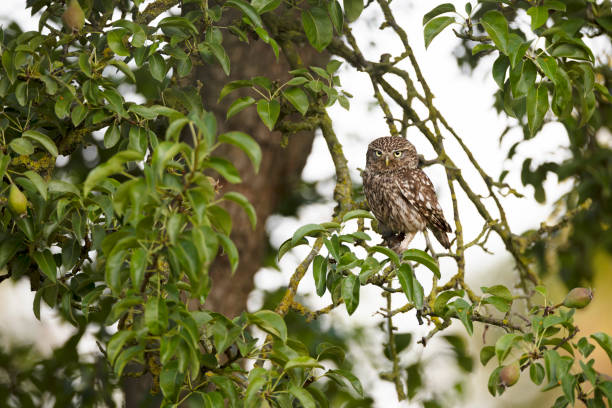 Little owl - foto de stock