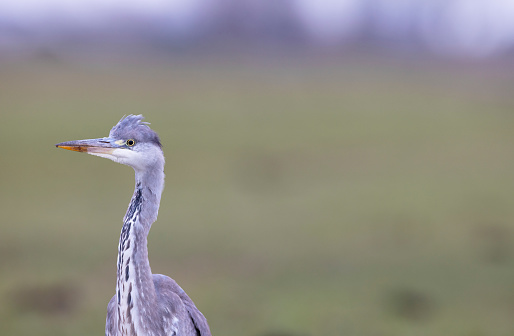 Close-up of head grey heron looking to the left