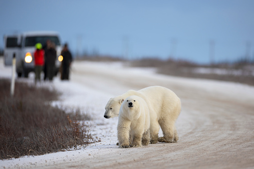 Mom polar bear and cub walking on street in Churchill with unrecognizable people watching in the background