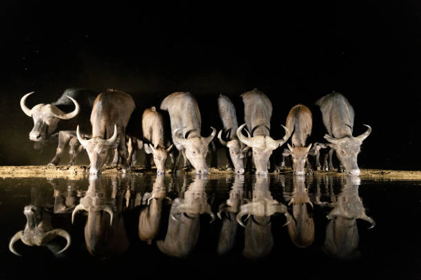 Manada de búfalos en el pozo de agua - foto de stock