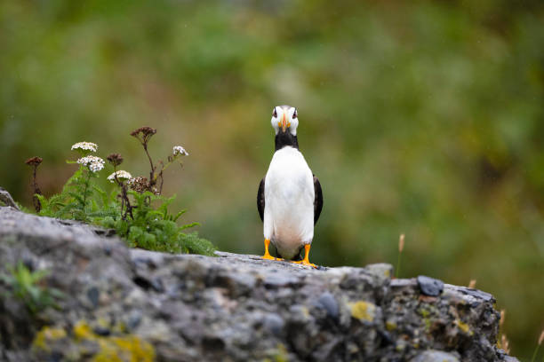 One horned puffin - foto de stock