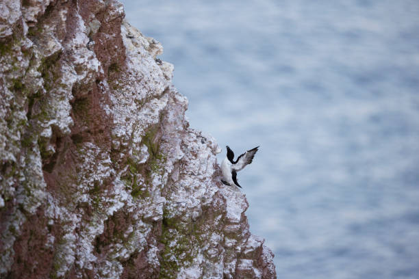 One common guillemot on the cliffs in Helgoland
