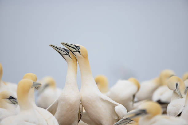 Northern gannet colony - foto de stock