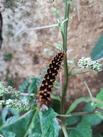 Pati, Indonesia - 25 February 2024: black caterpillar with brown hair, poisonous caterpillar