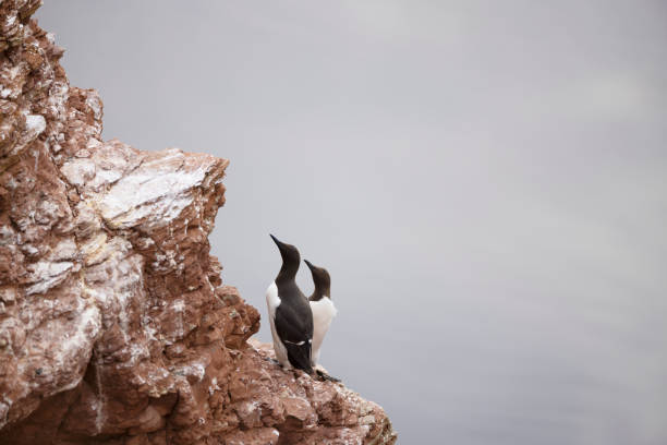 A pair of common guillemot on the cliffs in Helgoland