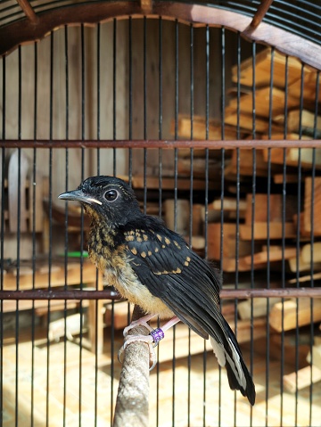 Pati, Indonesia - 25 February 2024: one month old Medan magpie stone