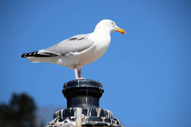 istock A view of a Seagull 2037373037