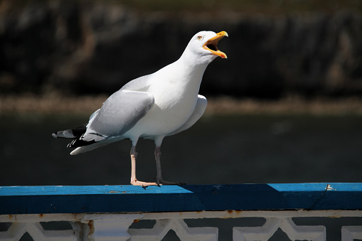 A view of a Seagull in Llandudno