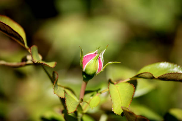 A shy rose not ready to bloom yet