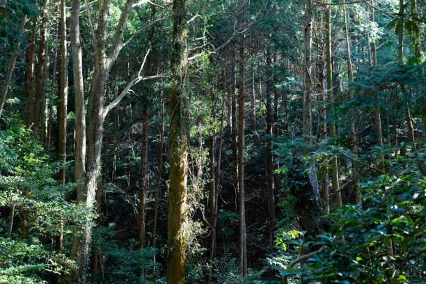istock Forest in the sunlight filtering through the leaves 2037398581