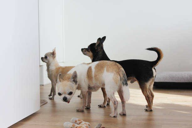 istock Chihuahuas Cookie , Sunny and Coffe waiting for their meal 2037408110