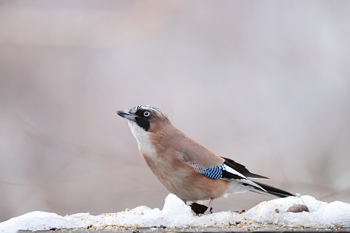 The Eurasian jay (Garrulus glandarius) is a species of passerine bird in the crow family Corvidae. This photo was taken in Honshu, Japan.