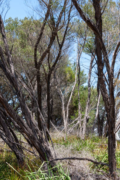 istock Jibbon Beach, NSW Australia 2037421735