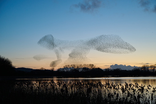 A large murmuration of perhaps 30,000 starlings flies at dusk in southeast England, with a sunset as the backdrop and a reedbed in foreground.