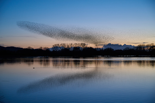 A large murmuration of perhaps 30,000 starlings flies at dusk in southeast England, with a sunset as the backdrop.