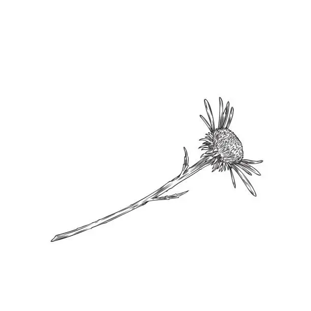 Vector illustration of Lying echinacea flower vector art