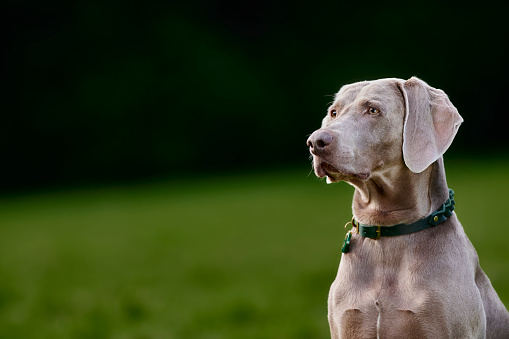 Weimaraner Hunter Dogs in the countryside enjoying an active life