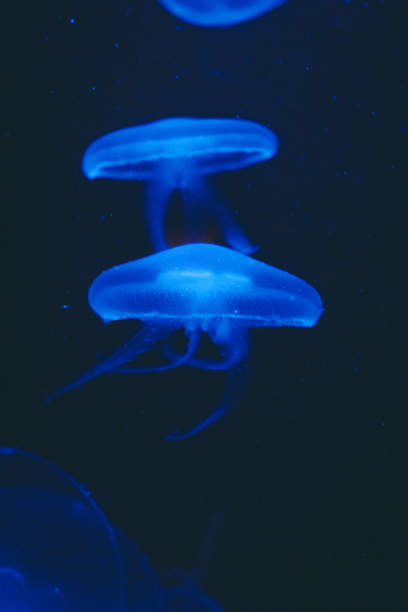 istock Jellyfish, Barcelona, Spain 2037477194