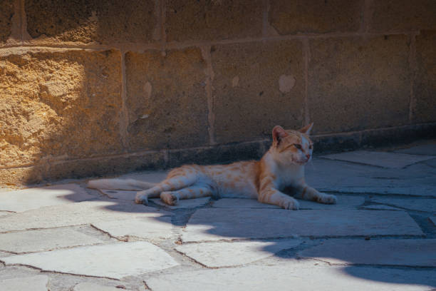Cyprus cat resting in the shadow