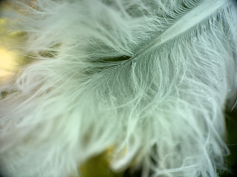 Extreme close up of feather